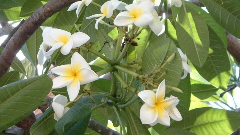 Cây Ðại. Plummeria rubra L. var. acutifolia - Cây Thuốc Nam Quanh Ta